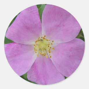 Pegatina Redonda Rosa silvestre de la pradera "Rosa arkansana"
