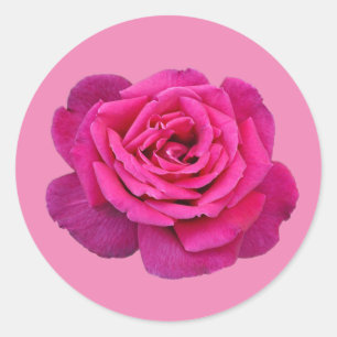 Pegatina Redonda Rosa simple rosa