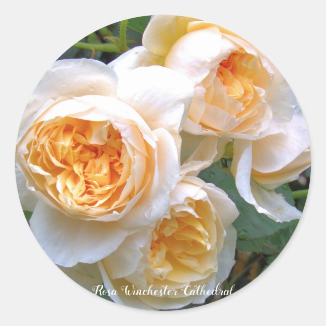 Pegatina Redonda Rosa Winchester Cathedral ラウンドシール (Anverso)