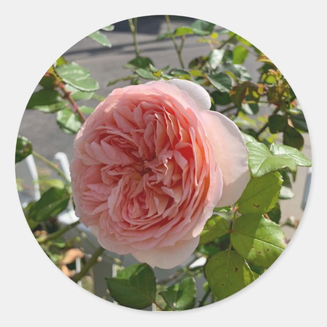 Pegatina Redonda Rosa x centifolia (Cabbage rose) sticker (Anverso)