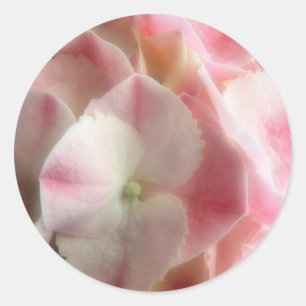Pegatina Redonda Rosa y crema Hidrangea