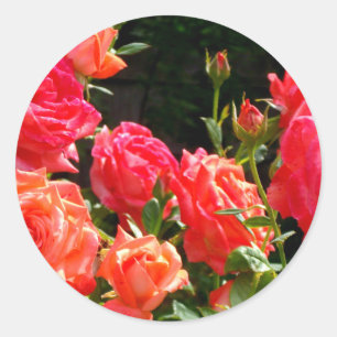 Pegatina Redonda Rosas de coral románticos