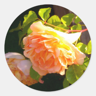 Pegatina Redonda Rosas de Country Peach