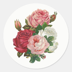 Pegatina Redonda Rosas de repollo de época - Fondo blanco