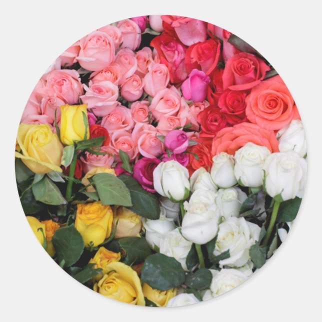 Pegatina Redonda Rosas en venta, San Miguel de Allende, México (Anverso)