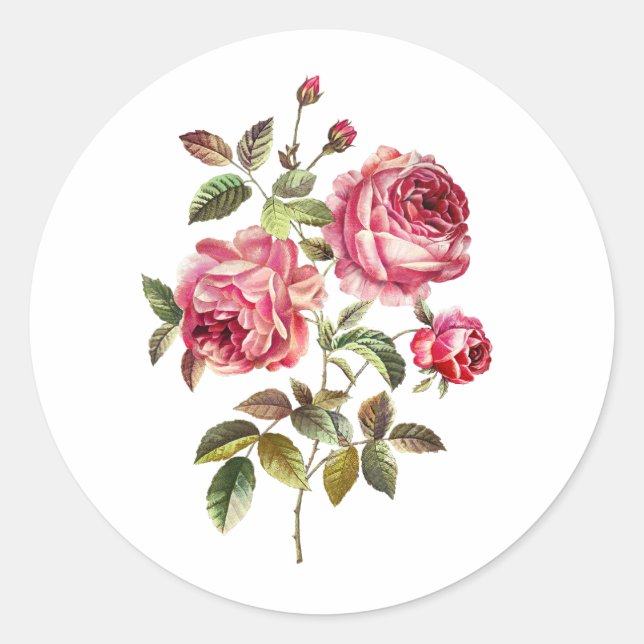 Pegatina Redonda Rosas rosadas dulces sobre fondo blanco (Anverso)