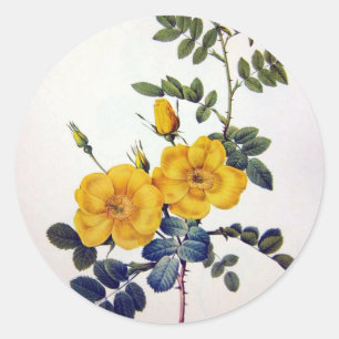 Pegatina Redonda Rosas Silvestres Amarillas, Pierre Joseph Redouté