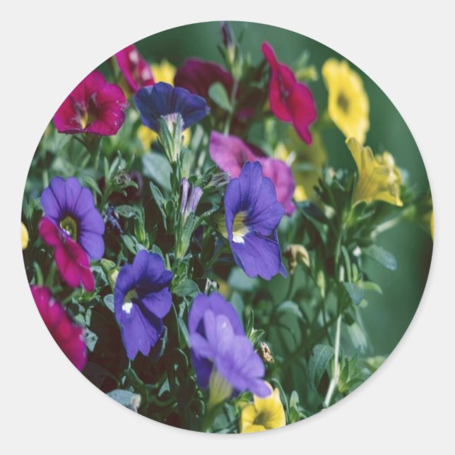 Pegatina Redonda roses are smart (Anverso)