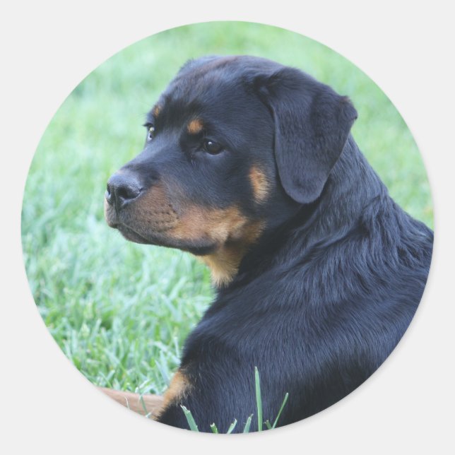 Pegatina Redonda Rottweiler (Anverso)