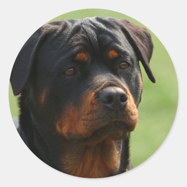 Pegatina Redonda Rottweiler (Anverso)