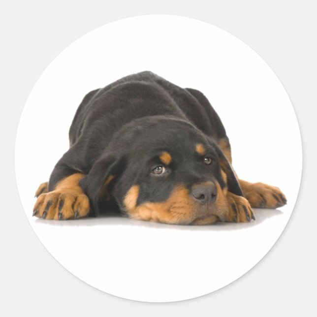 Pegatina Redonda Rottweiler (Anverso)