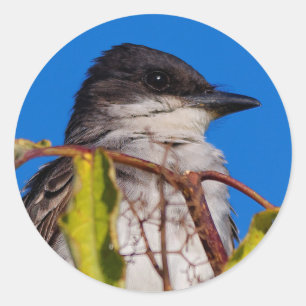 Pegatina Redonda Royalty Avian: Kingbird oriental