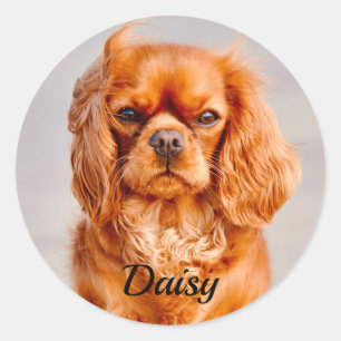 Pegatina Redonda Ruby Cavalier King Charles Spaniel Dog