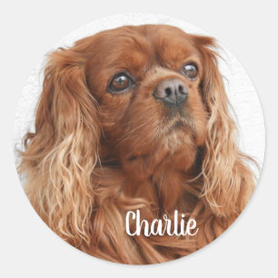 Pegatina Redonda Ruby Cavalier King Charles Spaniel Dog