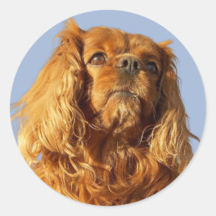 Pegatina Redonda Ruby Cavalier King Charles Spaniel Perro Cachorro