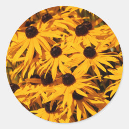 Pegatina Redonda Rudbeckia Fulgida / Susans de ojos negros
