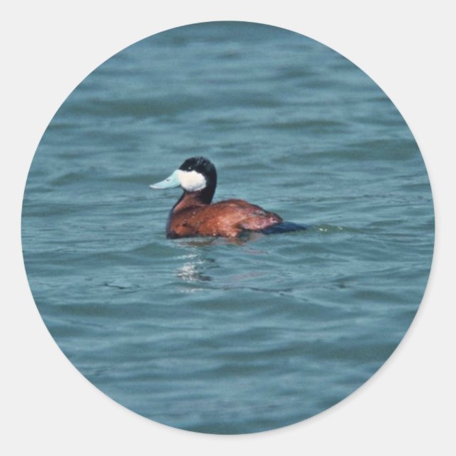 Pegatina Redonda Ruddy Duck (Anverso)