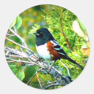 Pegatina Redonda Rufous lateral Towhee Sparrow