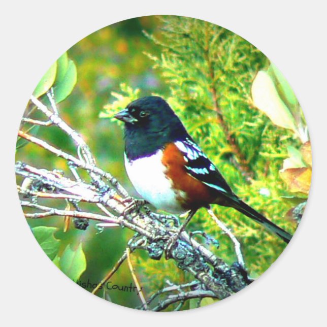 Pegatina Redonda Rufous lateral Towhee Sparrow (Anverso)