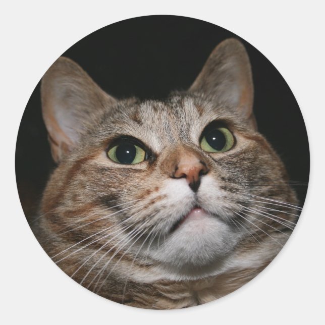 Pegatina Redonda Rusty (Anverso)