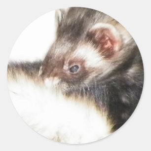 Pegatina Redonda Sable Ferret Picture