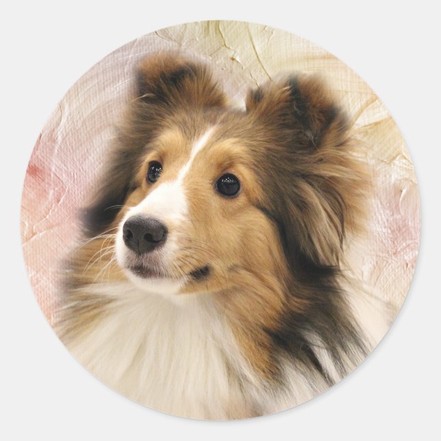 Pegatina Redonda Sable Sheltie face (Anverso)