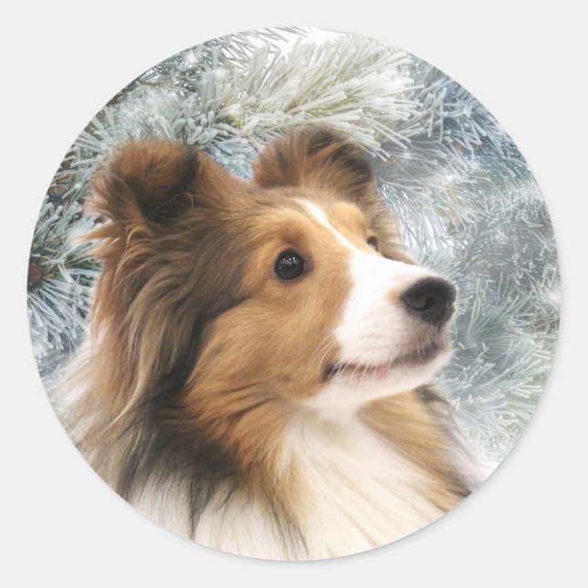 Pegatina Redonda Sable Sheltie Navidades (Anverso)