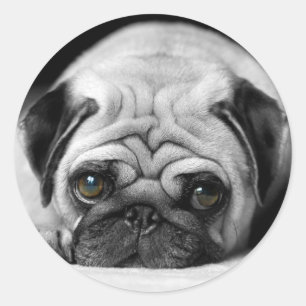 Pegatina Redonda Sad Pug
