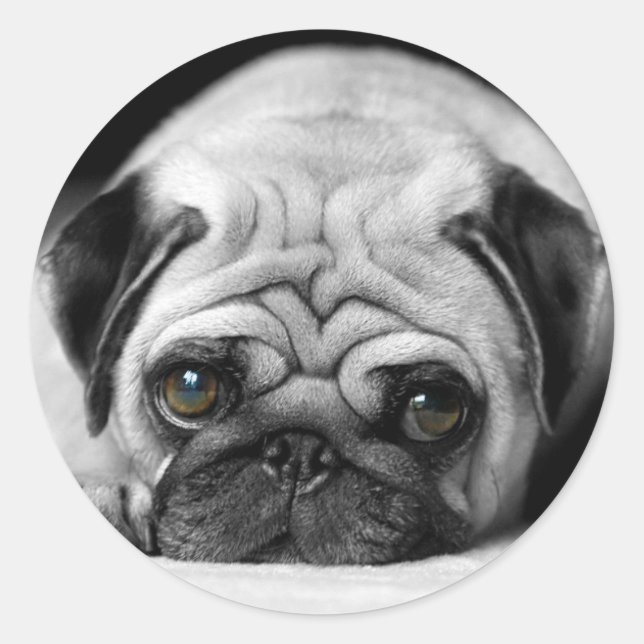 Pegatina Redonda Sad Pug (Anverso)