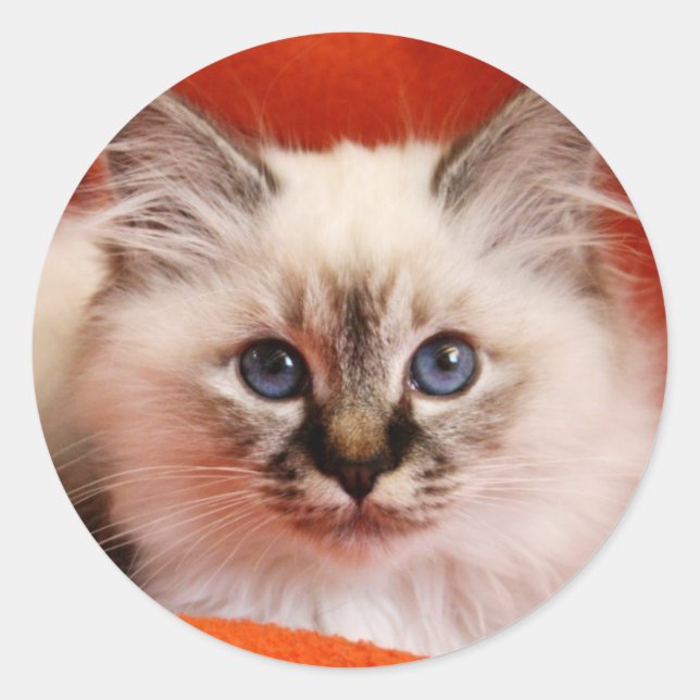 Pegatina Redonda Sagrado Birman Kitten (Anverso)