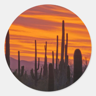 Pegatina Redonda Saguaro, puesta de sol, Parque Nacional Saguaro