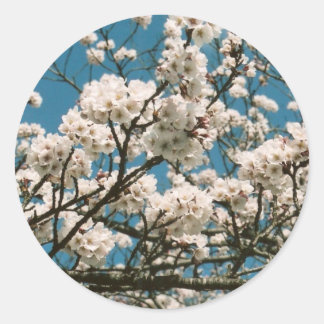 Pegatina Redonda sakura