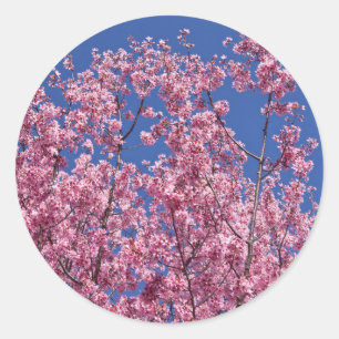 Pegatina Redonda Sakura Flor de Cerezo en el Azul