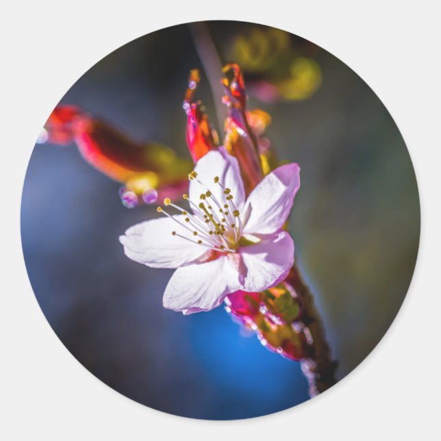 Pegatina Redonda Sakura - Flor de cerezo japonesa (Anverso)
