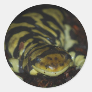 Pegatina Redonda salamandra tigre