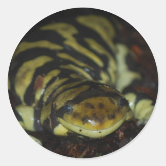 Pegatina Redonda salamandra tigre