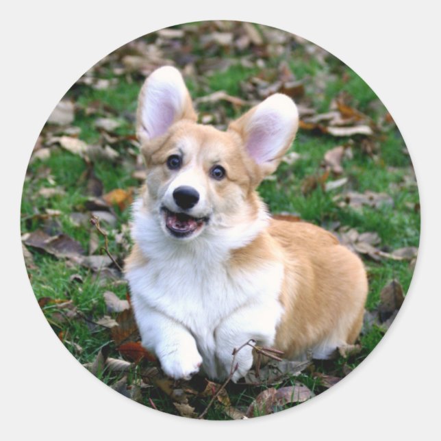 Pegatina Redonda Salto de Perro Corgi Cute (Anverso)