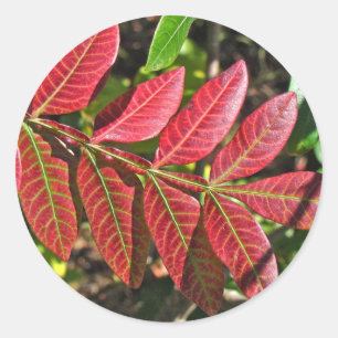 Pegatina Redonda Saltos Sumac En Otoño
