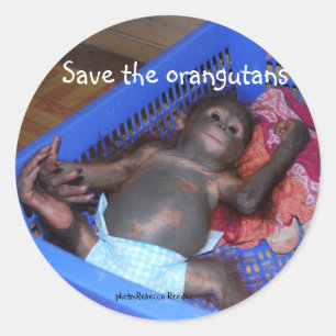 Pegatina Redonda Salven al bebé orangutanes