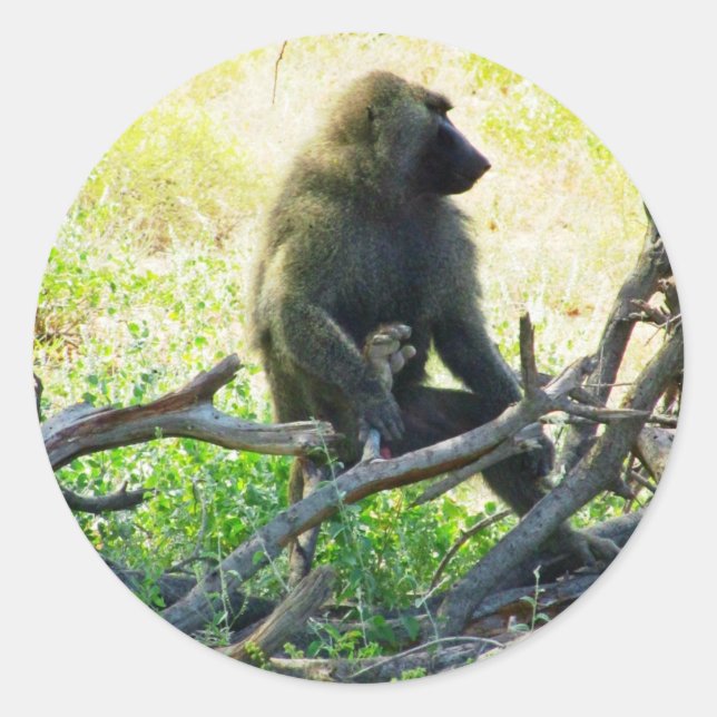 Pegatina Redonda Samburu Baboon (Anverso)