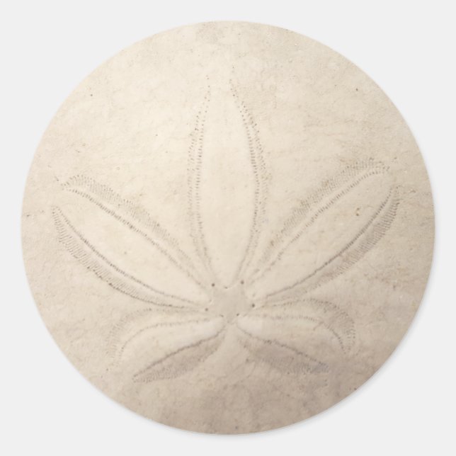 Pegatina Redonda Sand Dollar Round Sticker (Anverso)
