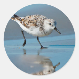 Pegatina Redonda Sanderling (Calidris Albe) Alimentándose En Wet Be