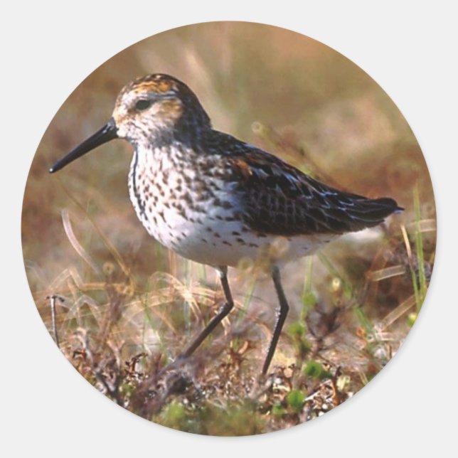 Pegatina Redonda Sandpiper Occidental (Anverso)