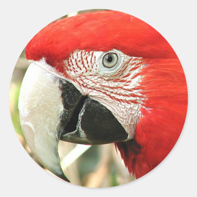 Pegatina Redonda Scarlet Macaw (Anverso)