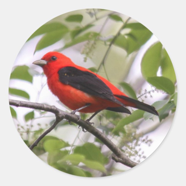 Pegatina Redonda Scarlet Tanager (Anverso)