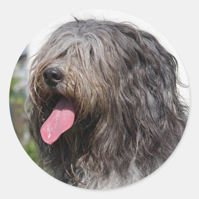 Pegatina Redonda schapenis (Anverso)