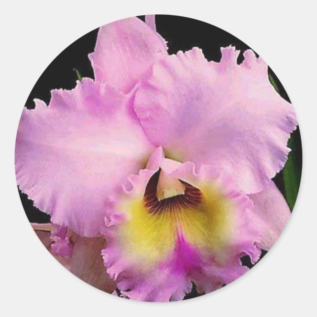 Pegatina Redonda Sdorquidea (Anverso)