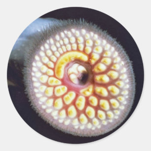 Pegatina Redonda Sea Lamprey