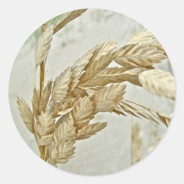 Pegatina Redonda Sea Oats Outer Banks NC Series (Anverso)