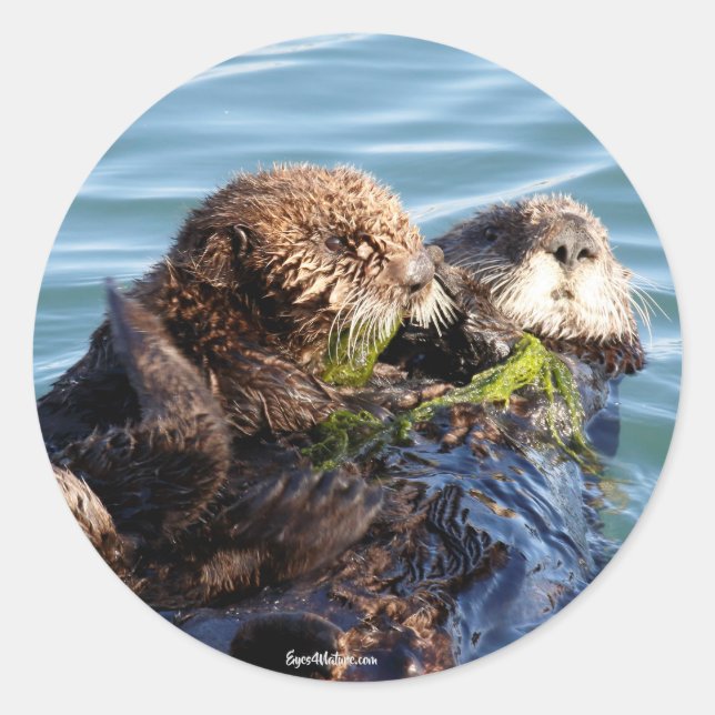 Pegatina Redonda Sea Otter madre y cachorro con kelp (Anverso)
